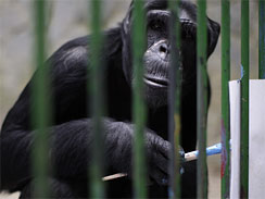 Mensenrechten voor chimpansees